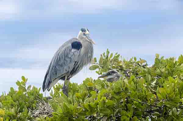 Garza Azul - isla Isabela - islas Galápagos - Ecuador 2.jpg